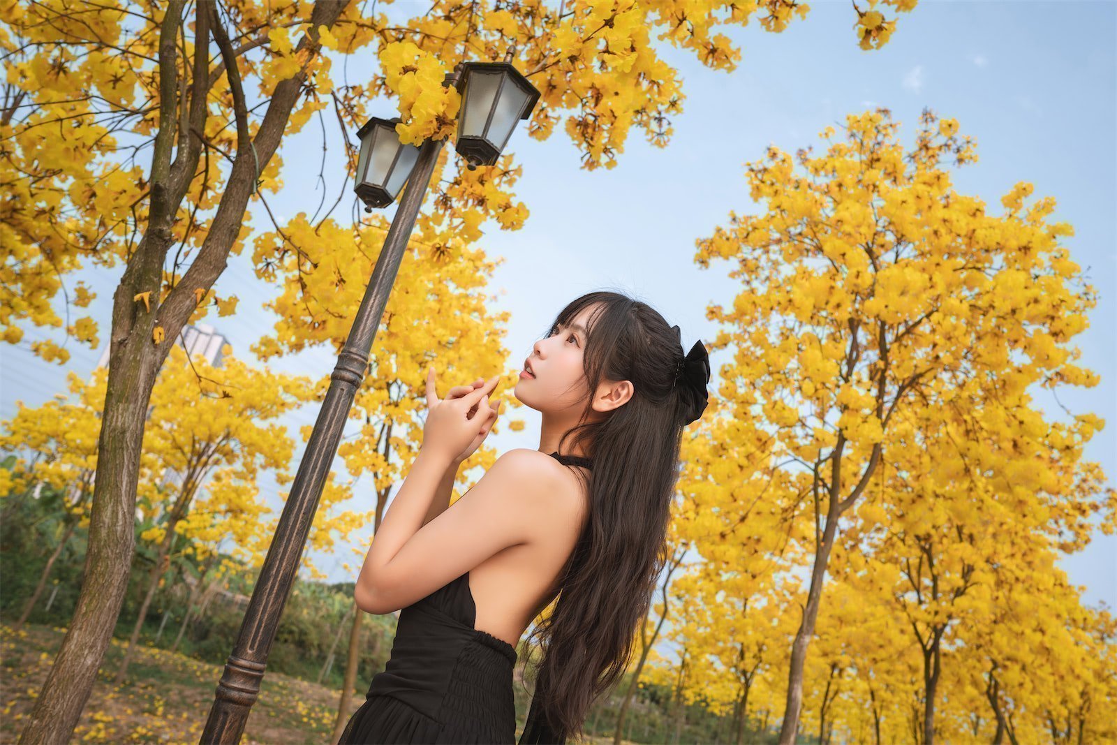 萌芽儿o0 秋有银杏春有黄风铃