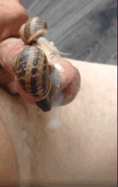 男子用阴茎上的蜗牛自慰，感觉棒极了