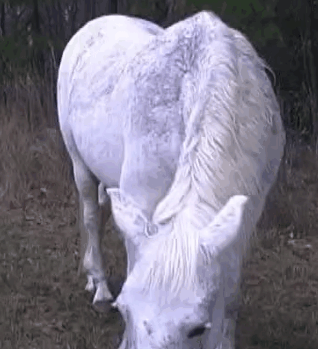 超棒的白色种马被狗爬式刺穿